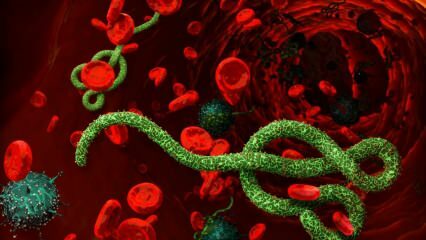 Co je virus Ebola? Jak se přenáší virus Ebola? Jaké jsou příznaky viru Ebola? 
