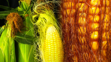 Bude vařená kukuřice přibírat na váze, kolik kalorií? Rychlé hubnutí s kukuřičným střapcem