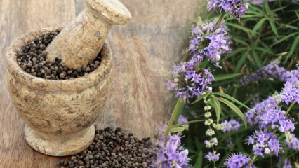 Jaké jsou výhody osiva Hayıt? K čemu slouží směs sena a medu?