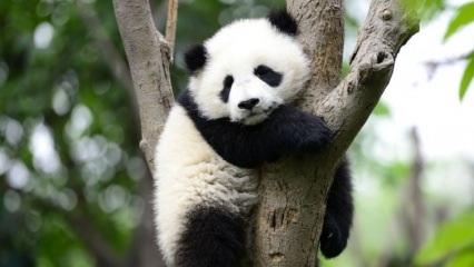 Nejmenší panda na světě se narodila v Číně