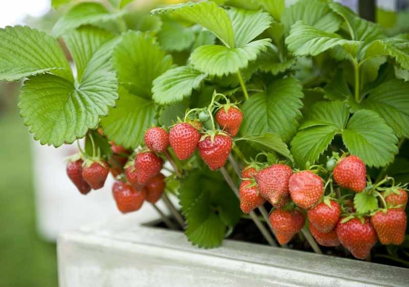Jak pěstovat jahody v květináči? Nejpraktičtější způsob pěstování jahod