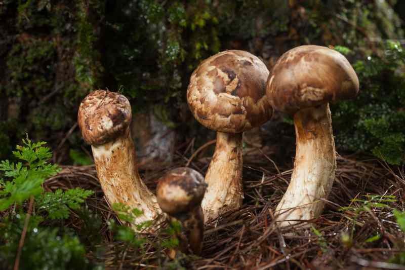 houby matsutake rostou na dně borovic