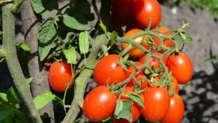 Jak pěstovat rajčata v květináči? Nejjednodušší pěstování rajčat