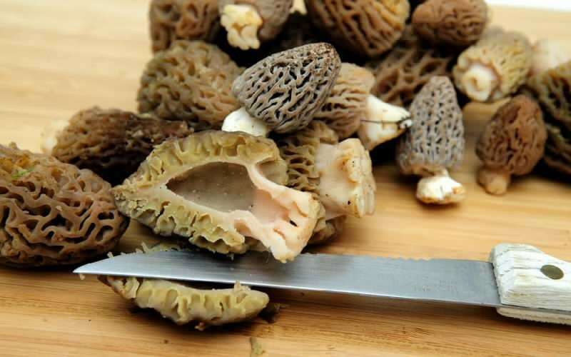 Jaké jsou výhody jehněčího břicha? Jak konzumovat houby z jehněčího břicha?