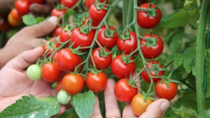 Jaká je výhoda konzumace rajčat na sahuru? Jaké jsou výhody syrových rajčat? 