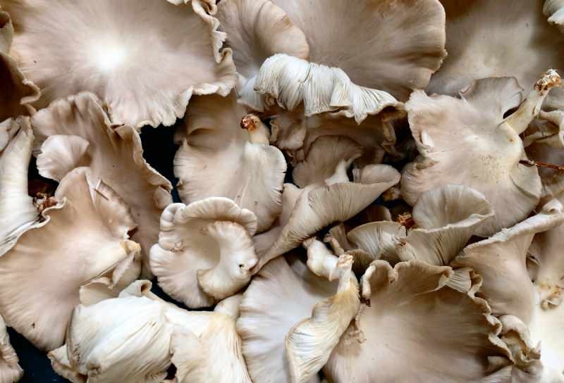 nadměrná konzumace hub může způsobit otravu alergiemi 