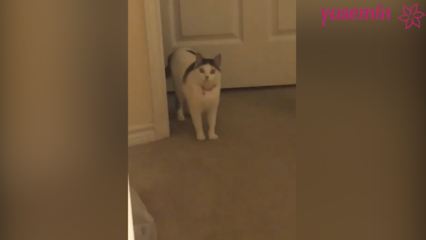 Kočka, která reaguje na vracení hostů!