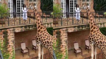 Žena krmící žirafu z balkónu rukama! 