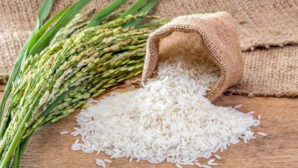 Co je baldo rýže? Jaké jsou rysy rýže Baldo? 2020 baldo rýže ceny