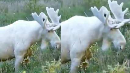 Vzácný bílý jelen! 