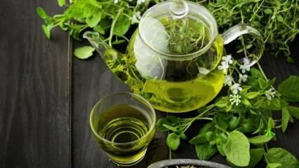 Výhody zeleného čaje! Rychlé a zdravé hubnutí s dietou zeleného čaje