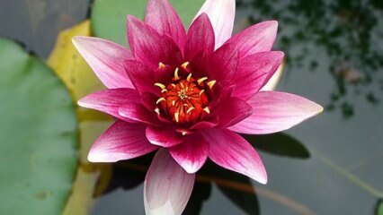 Jak se starat o lotosový květ (leknín) doma?