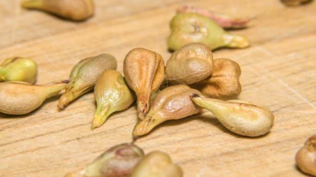 Jaké jsou výhody hroznového osiva? Pokud polykáte dvě semena hroznů ...