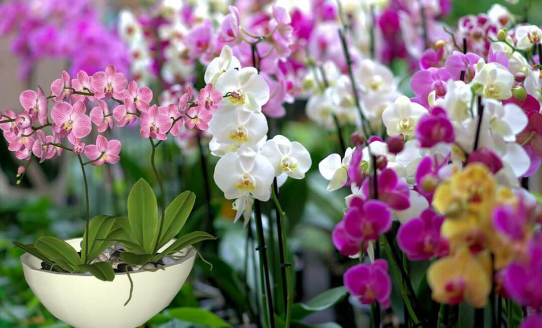 Jak se o orchideje starat? Jak množit květy orchidejí? 5 věcí, které květiny orchidejí nemají rády