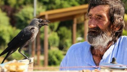 Mehmet Çevik, 74, podává čaj s vránou!
