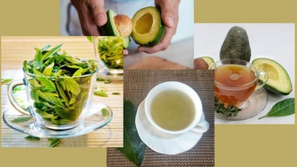 Jaké jsou výhody čaje z avokádového listu? Jak připravit čaj z avokádového listu?