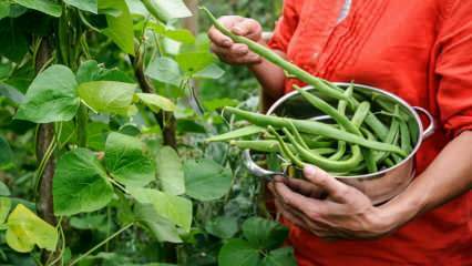 Jak se pěstují zelené fazolky? Způsoby, jak pěstovat fazole v půdě