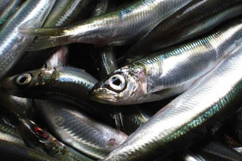 sardinka má nejvyšší hodnotu oleje mezi druhy ryb