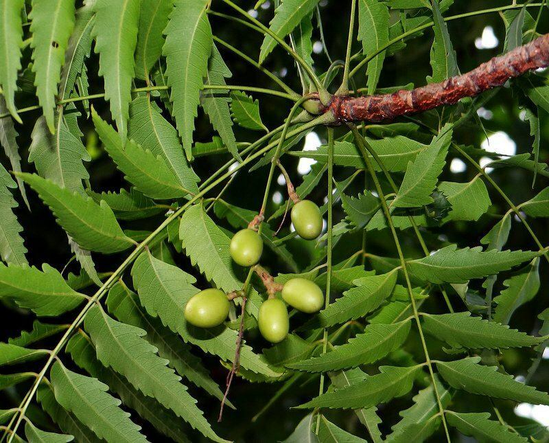 neem strom se používá v alternativní medicíně od starověku