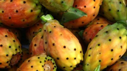 Kaktusový ovocný ocet vynalezen
