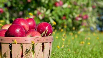 Tipy pro udržování čerstvé jablko