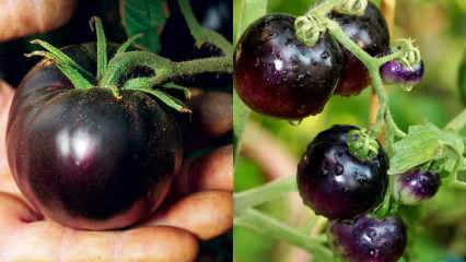 Nepřítel rakoviny: Co je to černé rajče? Jaké jsou výhody černých rajčat?