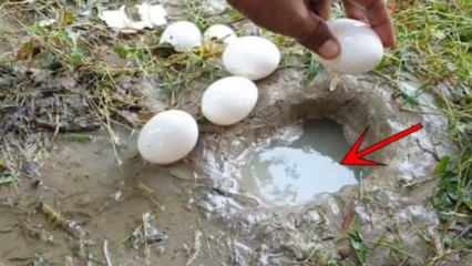 Fenomén YouTube chytil ryby rozbitím vajíčka ve vodě! Zde je úžasný výsledek ...