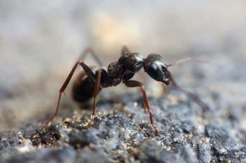 Efektivní způsob odstraňování mravenců doma! Jak lze mravence zničit bez zabití?
