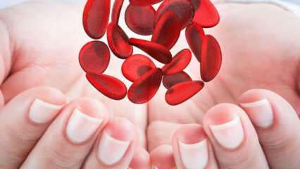 Co je středomořská anémie (Thalassemia)? Jaké jsou příznaky středomořské anémie? Léčba středomořské anémie