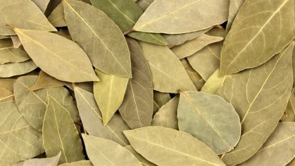 Jaké jsou výhody bobkového listu? Co dělá čaj bobkový list? Bobkový a citronový mix