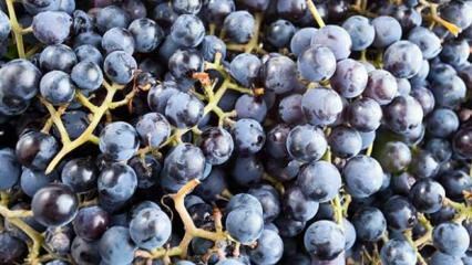 Co je voňavé hroznové víno a jaké jsou jeho výhody?