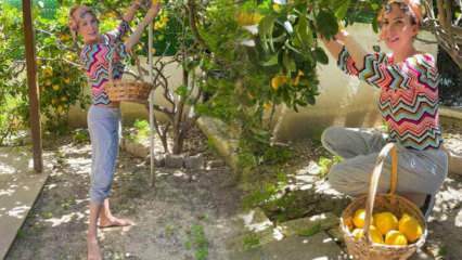 Zpěvačka Tuğba Özerk vybrala citron ze stromu ve své vlastní zahradě!