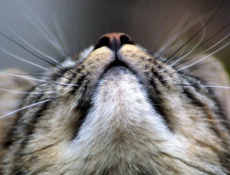 Proč kočkám zčernají vousy?