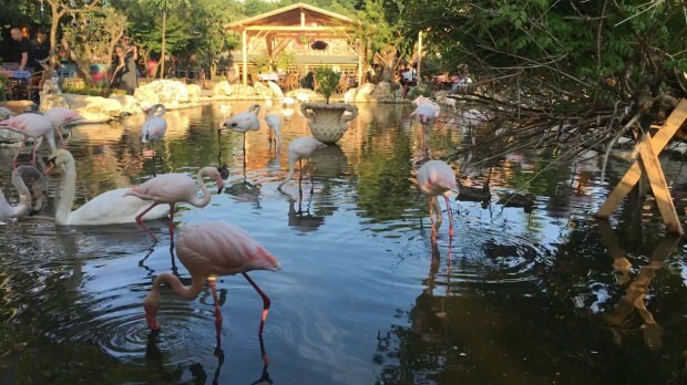 Jak se dostat do Flamingoköy?