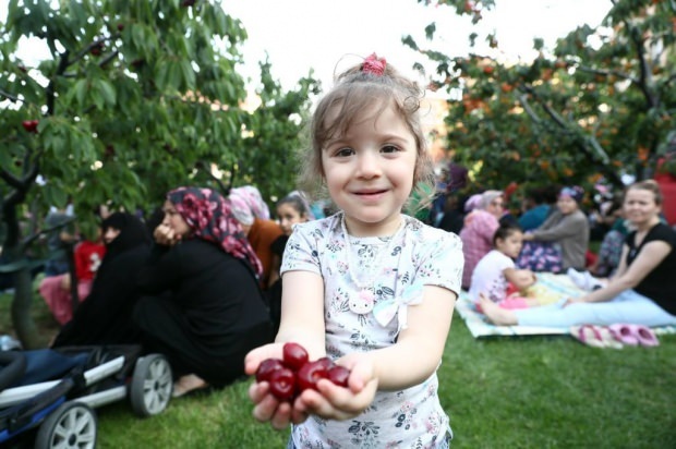 11. v Bağcılar Municipality's Cherry Garden. Cherry Harvest aktivita!