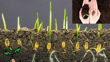 Co je to semeno a jak probíhá klíčení semen? Tipy pro pěstování semen