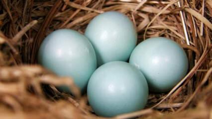Jaké jsou výhody modrého zeleného vejce?