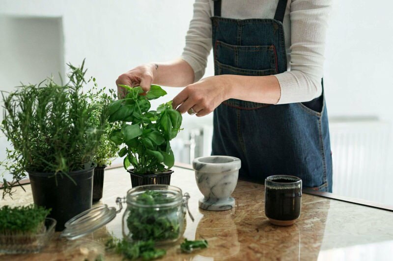 Jak pěstovat rostlinu doma? 5 návrhů pro ty, kteří chtějí pěstovat rostliny doma svými vlastními prostředky