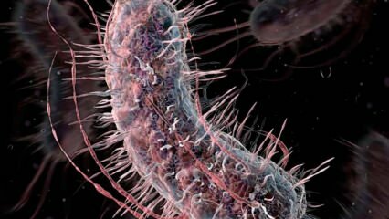 Jak se přenášejí bakterie konzumující maso? Jaké jsou příznaky bakterií konzumujících maso a které jsou léčeny?