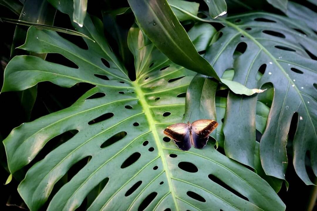 Velký zájem o Konya Tropical Butterfly Garden: 3 miliony návštěvníků za 8 let