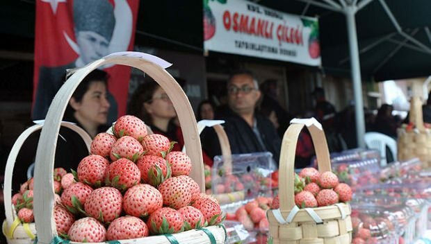 Ereğli osmanské jahodové kultury a umění Festival 