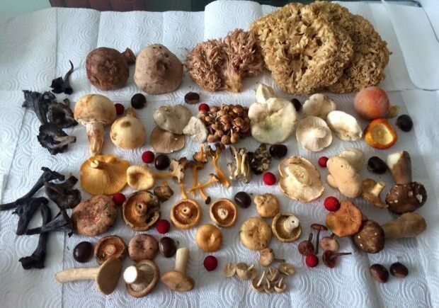 Některé druhy hub
