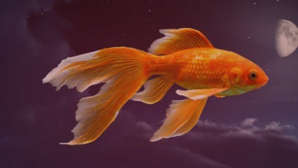Co to znamená vidět ryby ve snu? Uvidíme vás lovit ve snu
