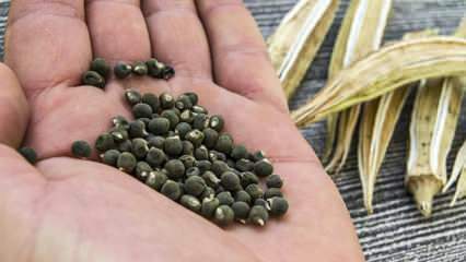 Co je okra semeno, jak používat okra semeno pro hubnutí?