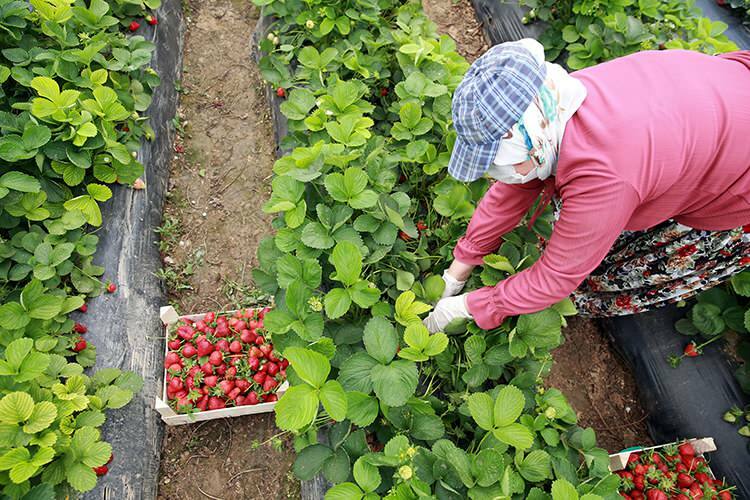 „Pracovní boj“ pracujících žen ve jahodových sklenících