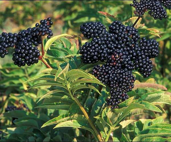 černé bezinky připomínají ovoce jako aronia