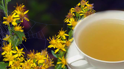 Jaké jsou výhody byliny Altinbasak? Co dělá bylinkový čaj Altinbasak?