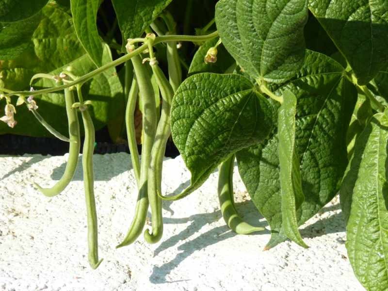 Jak pěstovat zelené fazolky? Způsoby, jak pěstovat fazole v půdě