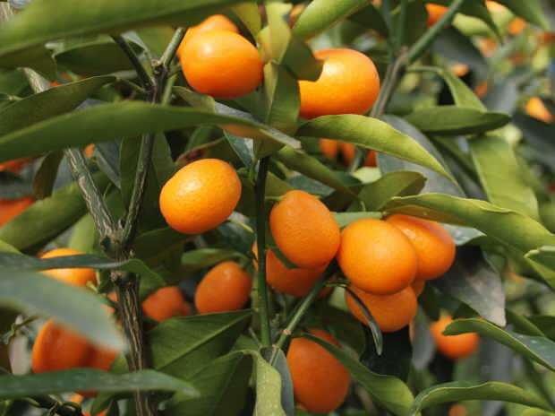 kumquat se také pěstuje v květináčích