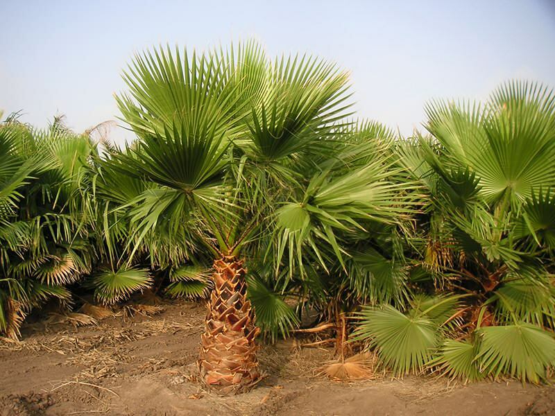 Jak pěstovat palmu?
